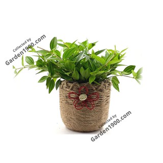 Cây bình an - Cây nội thất văn phòng