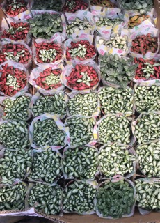 Cây cẩm nhung- lá màu