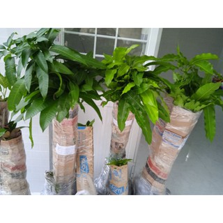 Xoài cát hòa lộc
