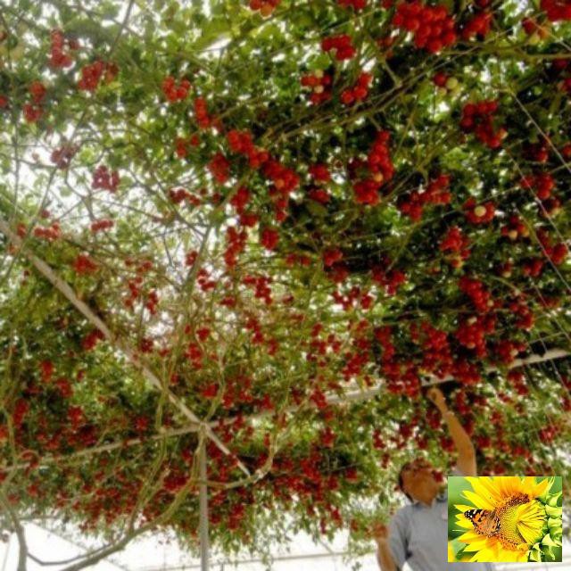 Cà Chua Bạch Tuộc  30 hạt