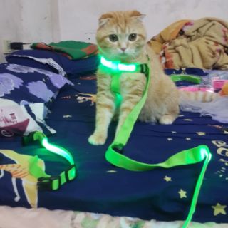 Đai yếm đèn Led cho chó mèo