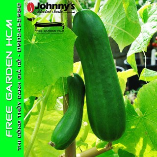 COMBO 25 HẠT DƯA LEO (DƯA CHUỘT) DIVA - Johnny’s Seed – Mỹ
