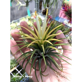 Cây Không Khí Ionantha Druid (hoa vàng) - tặng móc treo handmade