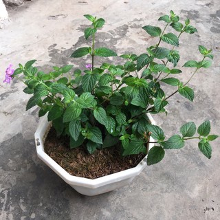 Chậu treo cây ngũ sắc tím