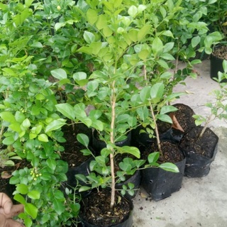 combo 10 Chậu cây nguyệt quế gieo hạt