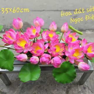 2C SEN NỞ ĐẤT SÉT ĐK 8-9CM (60CM)