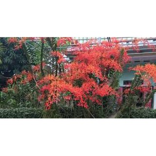 COMBO 5 CÂY GIỐNG LAN PHƯỢNG VỸ ĐỎ
