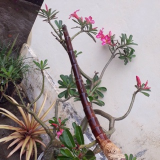 Sáo tiêu trạm rồng