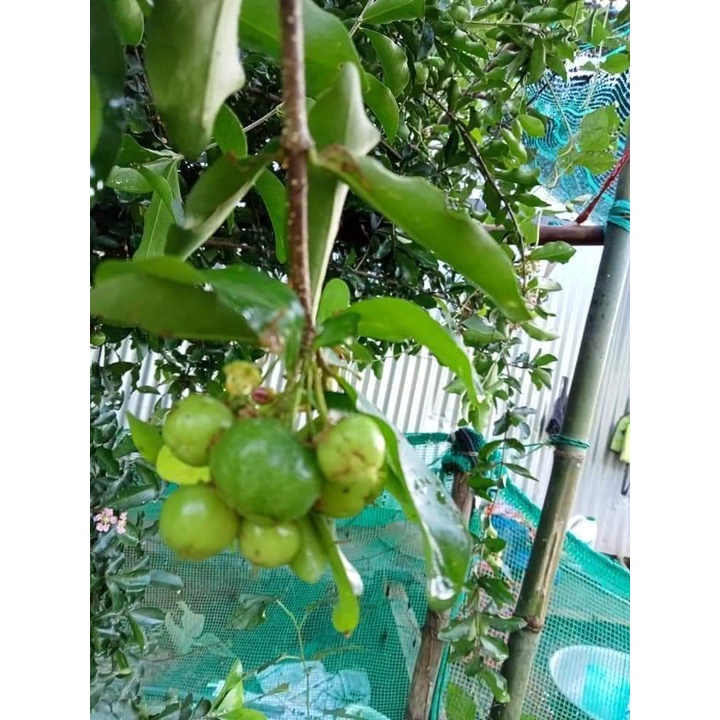 CÂY GIỐNG CÂY SƠ RI THÁI TRÁI NGỌT, SIÊU QUẢ,