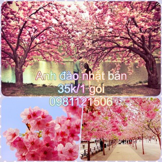 Hạt giống hoa anh đào Nhật Bản. Combo 2 gói tặng 2 viên nén ươm hạt và kích mầm.