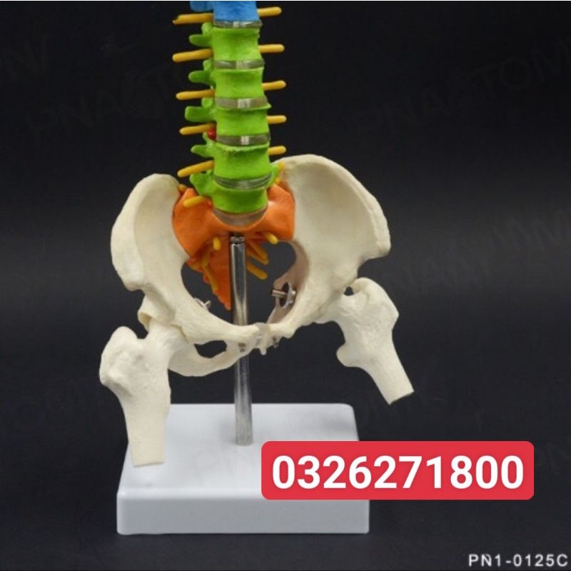 Mô hình cột sống 45 cm- Mô hình giải phẫu cột sống