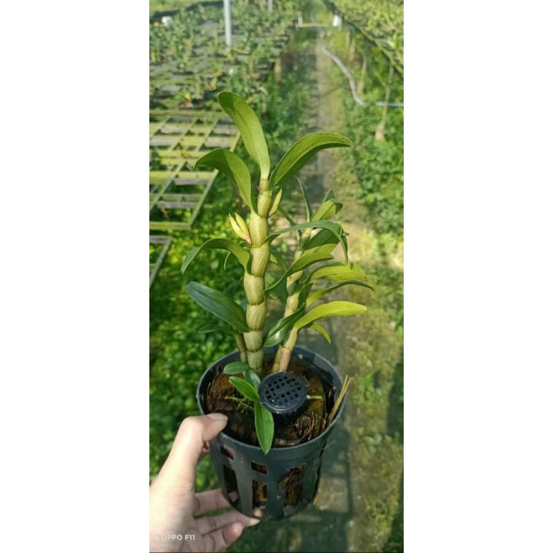 Hoa lan Damry trưởng thành sắp hoa