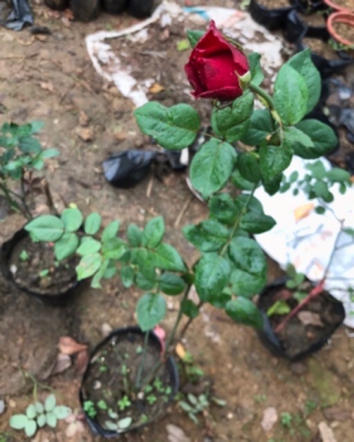 Cây hoa Hồng đỏ pháp