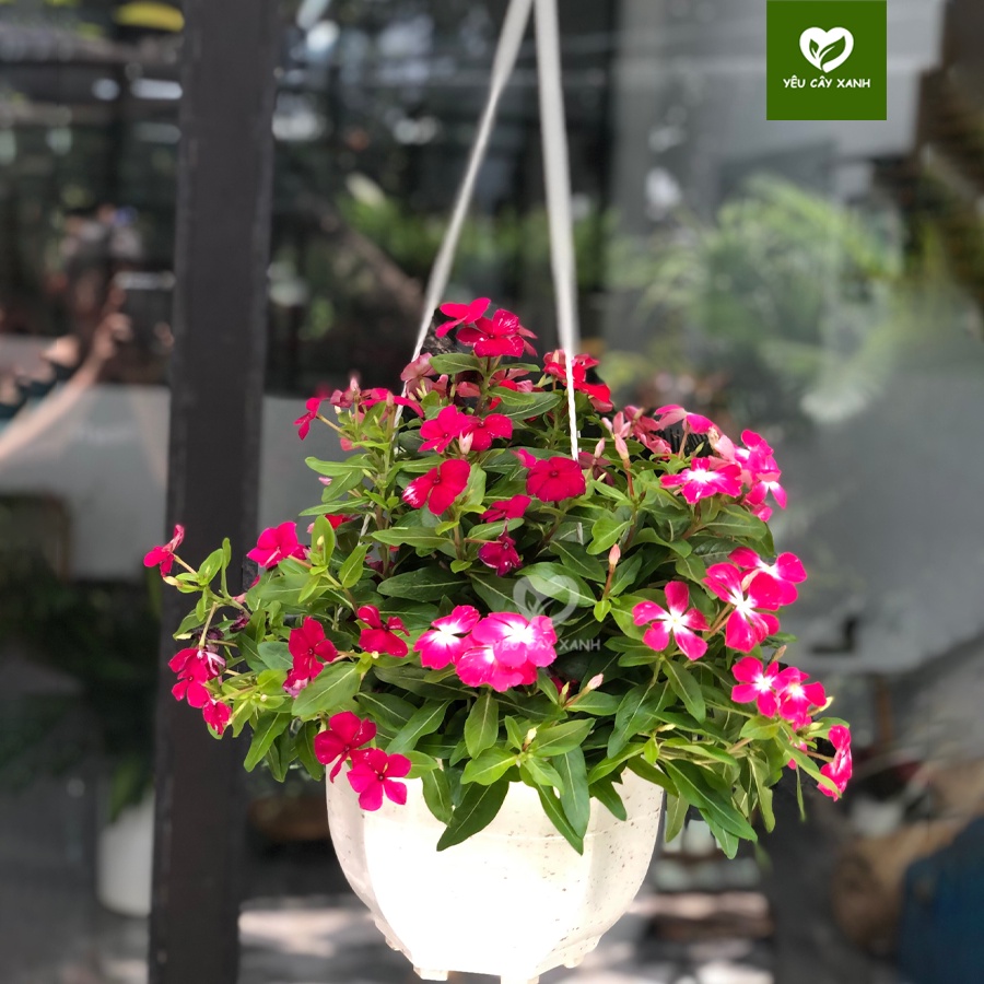 Cây Hoa Dừa Cạn, Hoa Nở Quanh Năm