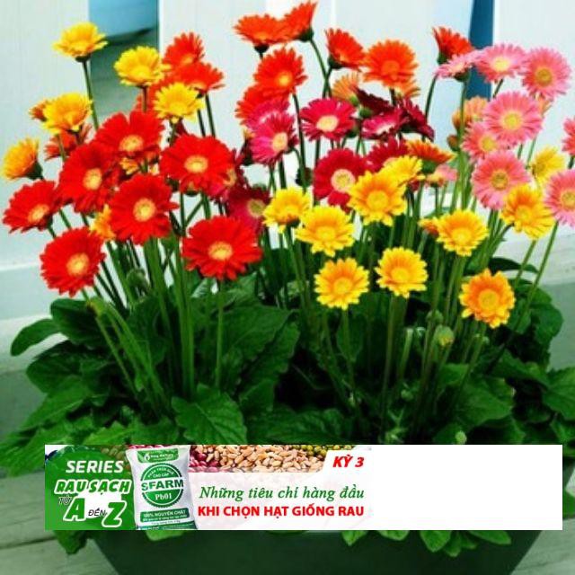 Hạt Giống Hoa đồng tiền Mix 100 Hạt/ GóI