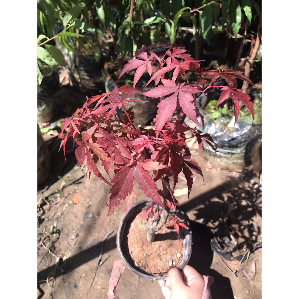 Cây phong lá đỏ Nhật Bản - nhân giống và phát triển tốt ở VN - Rau&Hoa shop