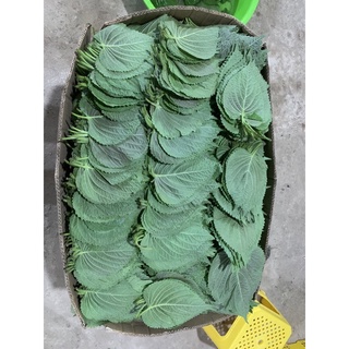 sỉ lá mè tươi Hàn quốc ( 500g được (200-250 lá)