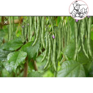 Hạt đậu cove hạt đen dạng leo - gói 20 gram