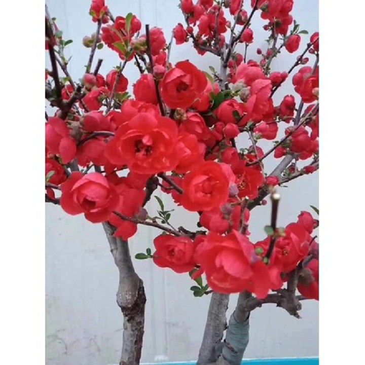 Mai Đỏ bonsai TỨ QUÝ siêu lùn siêu hoa siêu nụ chơi tết 2021