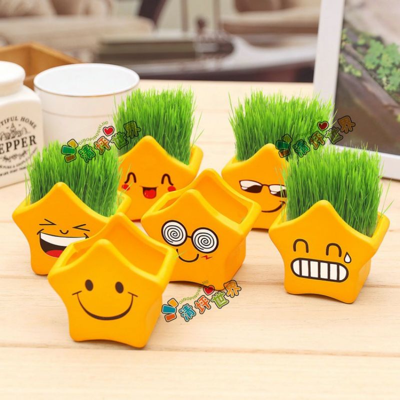 Combo 10 chậu ngôi sao đủ mẫu, không có kèm hạt cỏ và đất