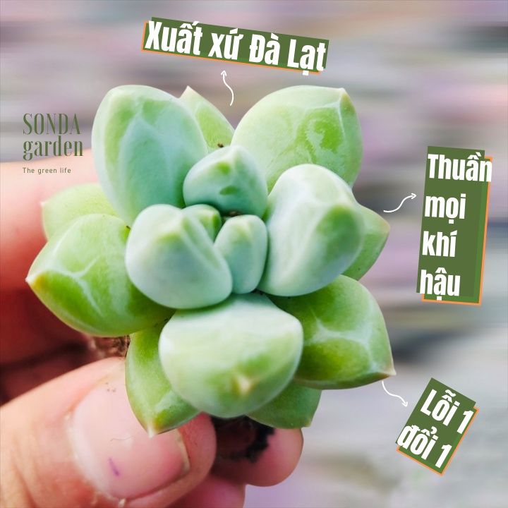 Sen đá kim cương SONDA GARDEN size mini 2,5-4cm cây cảnh trang trí nhà cửa