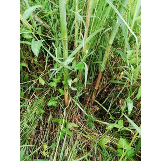cây sậy nước( cây giống)