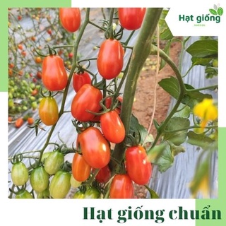 Hạt giống cà chua bi chịu nhiệt năng suất cao, sai quả gói 0.1g