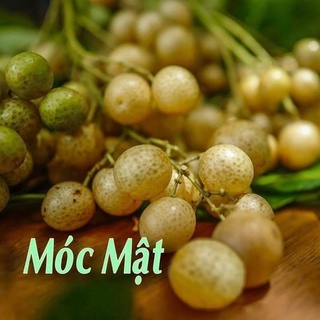 Cây mắc mật ăn lá ( cây siêu khoẻ tốt )