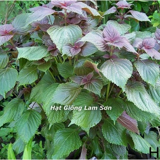 Hạt giống rau tía tô - nhieu cong dung, de trong tai nha.