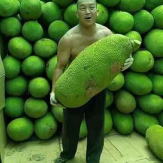 Cây Mít Trái Dài Malaysia .12 tháng cho trái