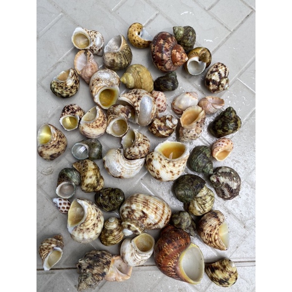 1KG VỎ ỐC MƯỢN HỒN ĐỦ SIZE