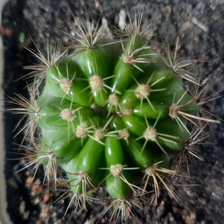 Bá tử - Echinopsis Calochlora ( 2.1cm - 6.5cm) ( Vườn Xương rồng EXOTICACTUS )