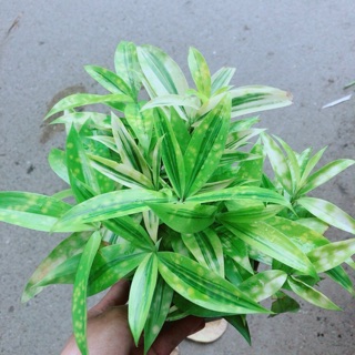 Trúc Nhật Kèm Chậu Sứ