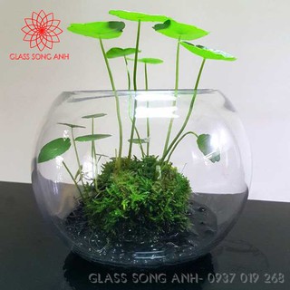 Chậu thủy tinh trồng cây thủy sinh, lọ hoa thủy tinh trồng cây thủy sinh