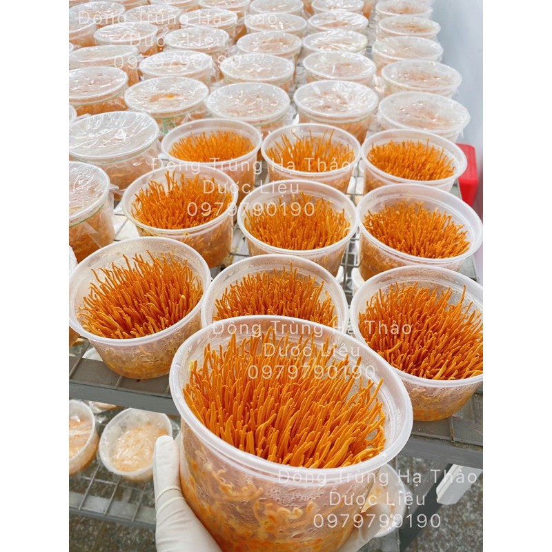 [Mã CORDY250K giảm 8%]200g hộp Đông Trùng Hạ Thảo Sinh Khối Tươi