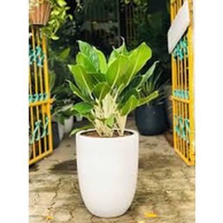 Cây Bạch Mã Hoàng Tử