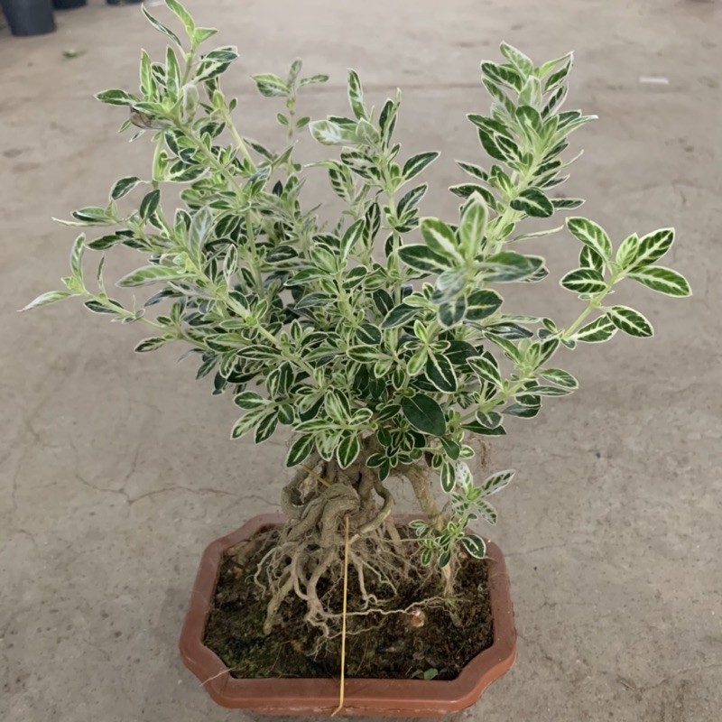 Cây bạch tuyết mai bonsai cao 20cm, nhánh lá xum xuê tươi tốt, cây cảnh để bàn phong thủy mang đến tài lộc may mắn