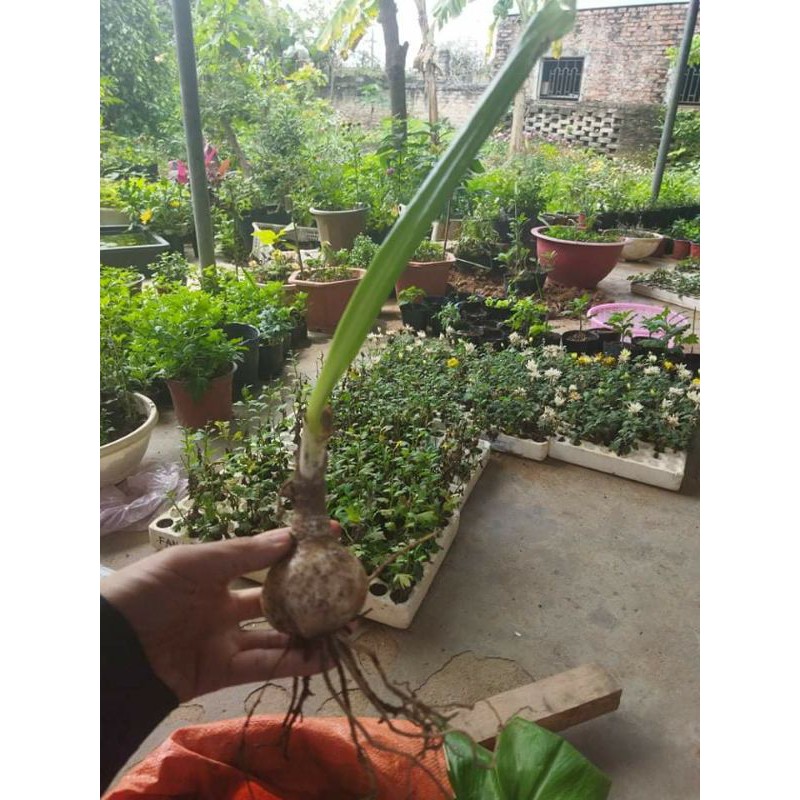 Củ hoa ngọc trâm