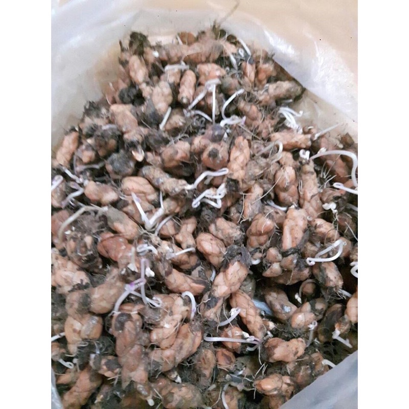 Củ hoa bướm đêm siêu dễ trồng - Nữ hoàng bóng đêm