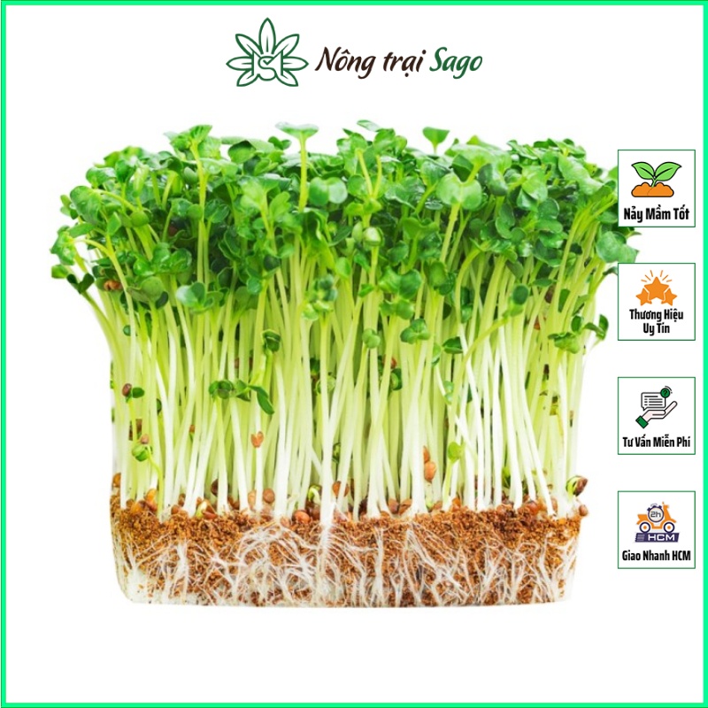 Hạt giống Rau Mầm Củ Cải Trắng Dễ Trồng, Nhanh Thu Hoạch (gói 50 gr) - Nông Trại Sago
