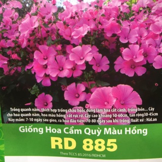 Hoa Cẩm Quỳ Màu Hồng (0,1gr)