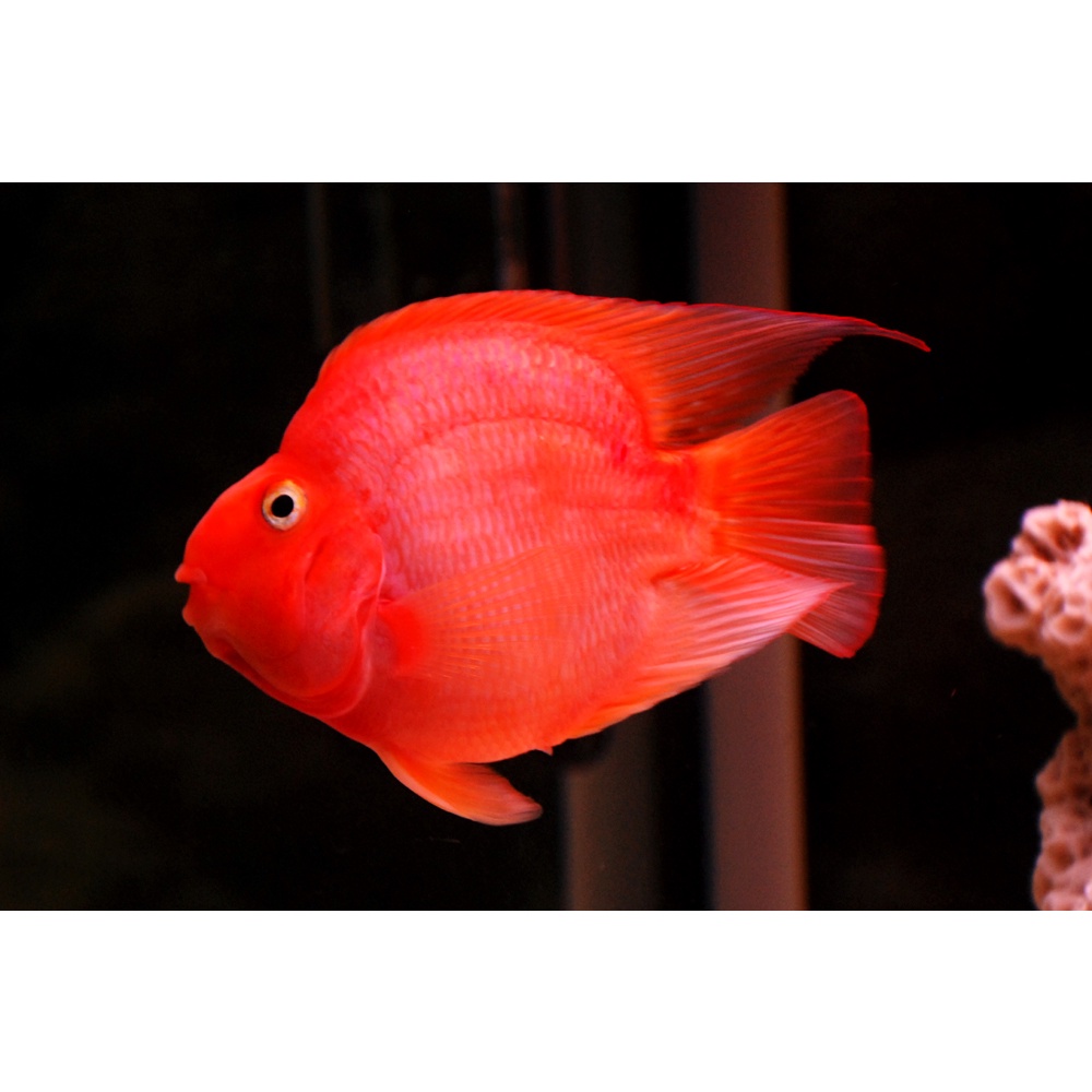 Thức ăn cho cá Hồng Két tăng màu Cám Porpoise - Hủ 260 gram