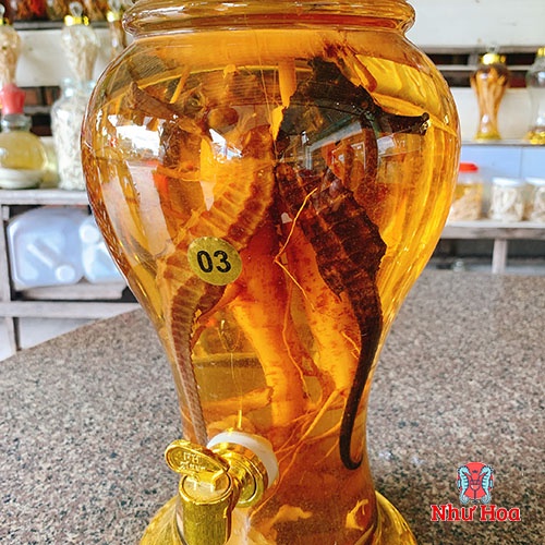 Cá ngựa bình 3 lít