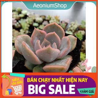 Sen Đá Hoa Hồng Xám, Xuất Xứ Đà Lạt, Lỗi 1 Đổi 1🤧 💪