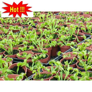 Hạt giống cây bắt côn trùng (cây bẫy kẹp) (15 hạt)