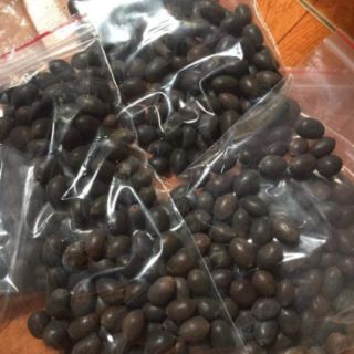 Sen nhật mini  ..gói 10 hạt