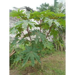 Cây thầu dầu tím tươi. 1kg