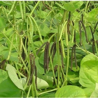 Đậu đỏ hữu cơ 1kg