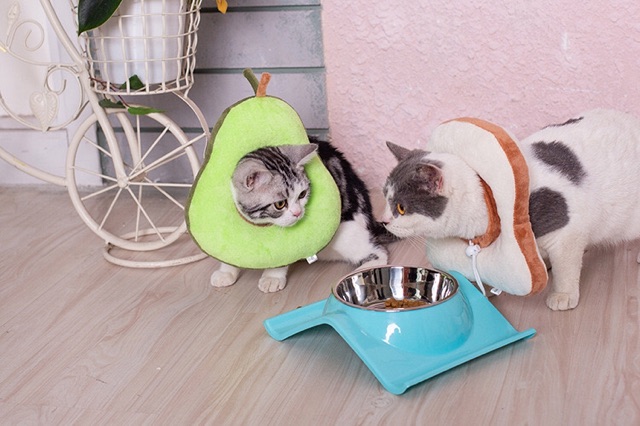Vòng Cổ Chống Liếm Cho Thú Cưng
