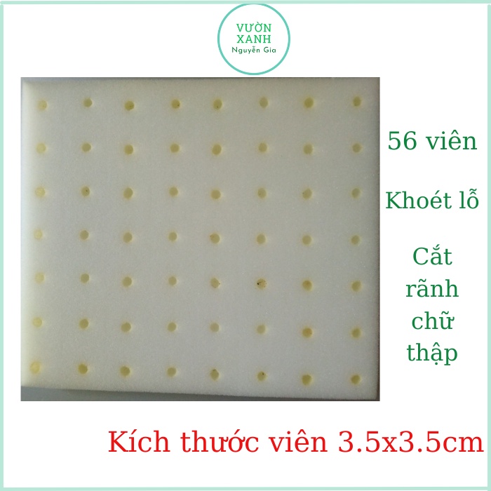 Bộ 5 Tấm Mút Thủy Canh Ươm Hạt Giống Có Lỗ 56 Viên